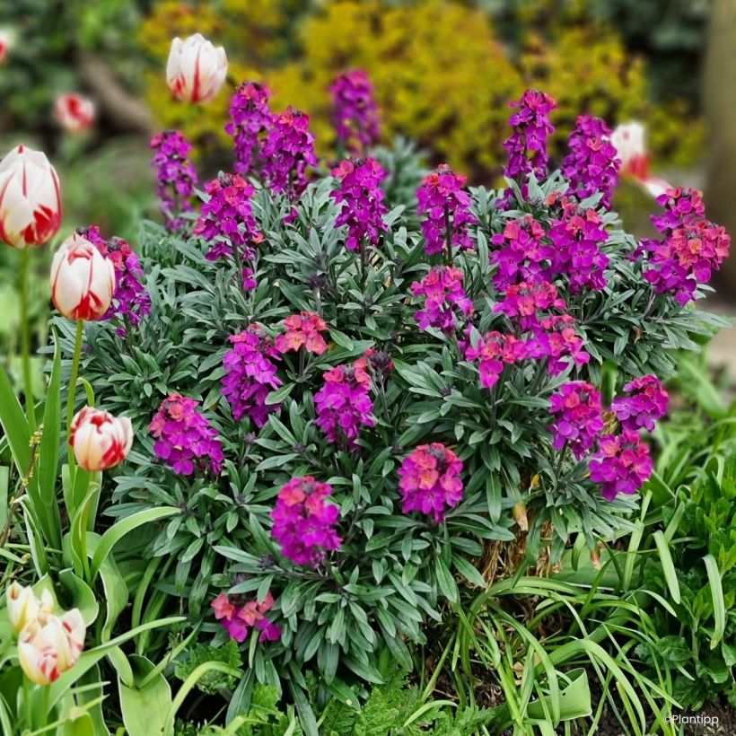 Erysimum Colour Vibe Purple - Violaciocca (Porto)