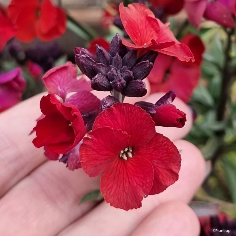 Erysimum Colour Vibe Red - Violaciocca (Fioritura)
