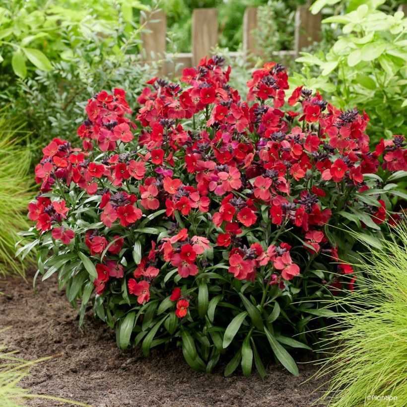 Erysimum Colour Vibe Red - Violaciocca (Porto)
