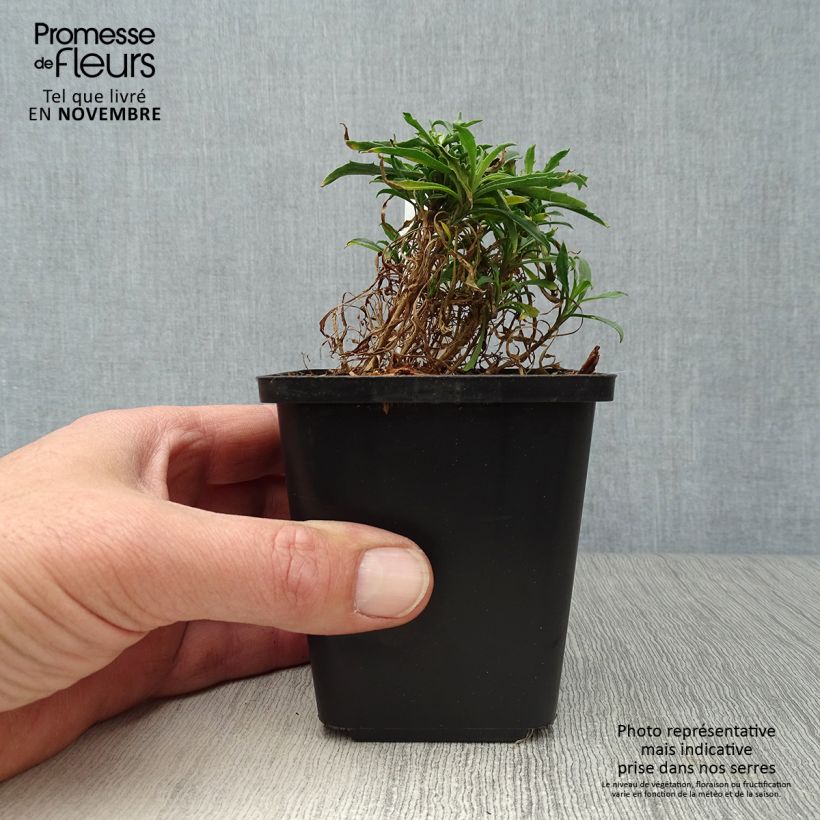Esemplare di Erysimum Constant Cheer - Violaciocca Vasetto da 8/9 cm come consegnato in autunno