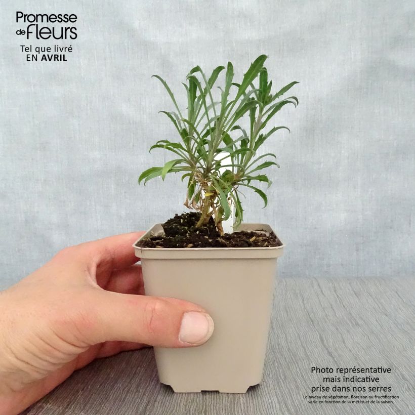 Erysimum Constant Cheer - Violaciocca Vasetto da 8/9 cm esemplare consegnato in primavera