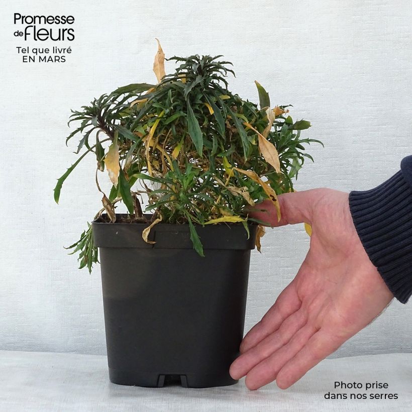 Erysimum Constant Cheer - Violaciocca Vaso da 2L/3L esemplare consegnato in primavera