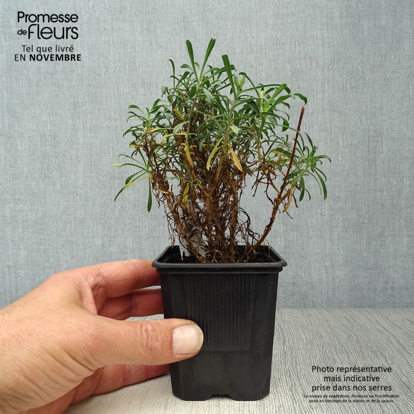 Esemplare di Erysimum Bowles Mauve - Violaciocca Vasetto da 8/9 cm come consegnato in autunno