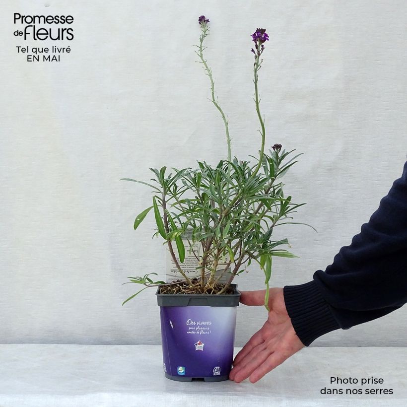Erysimum Bowles Mauve - Violaciocca Vaso da 2L/3L esemplare consegnato in primavera