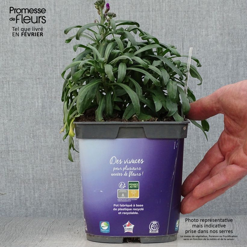 Erysimum Bowles Mauve - Violaciocca Vaso da 2L/3L esemplare consegnato in inverno