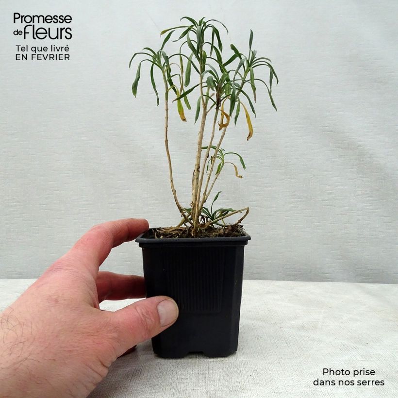 Erysimum Bowles Mauve - Violaciocca Vasetto da 8/9 cm esemplare consegnato in inverno