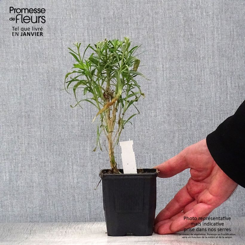 Erysimum Poem Lavender - Violaciocca Vasetto da 8/9 cm esemplare consegnato in inverno