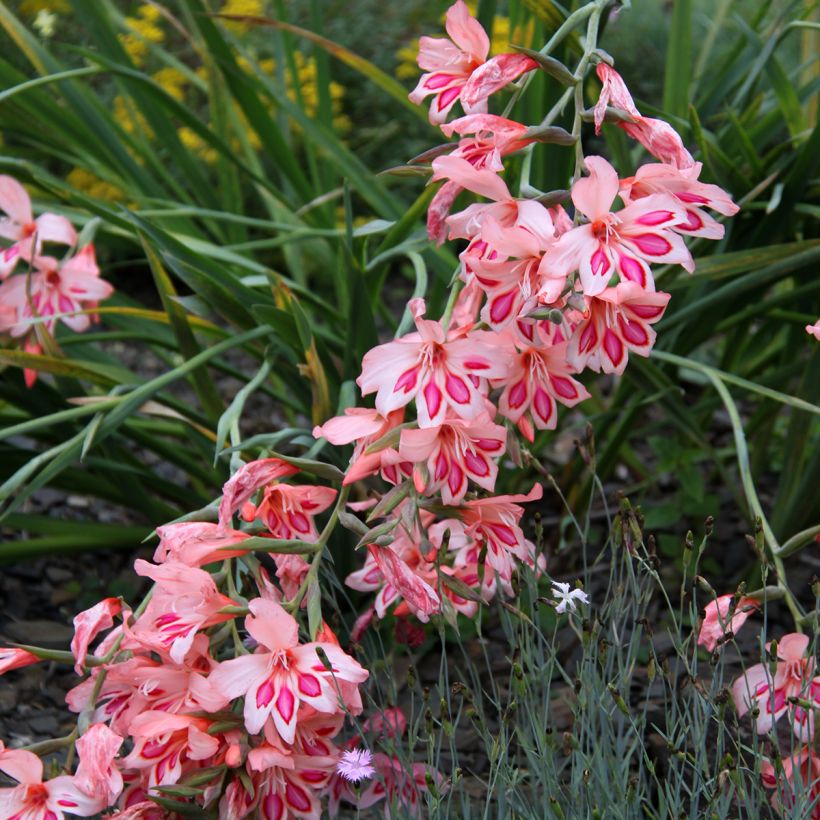 Gladiolus nanus Nathalie - Gladiolo nano (Fioritura)