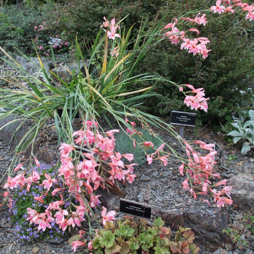 Gladiolus nanus Nathalie - Gladiolo nano (Porto)