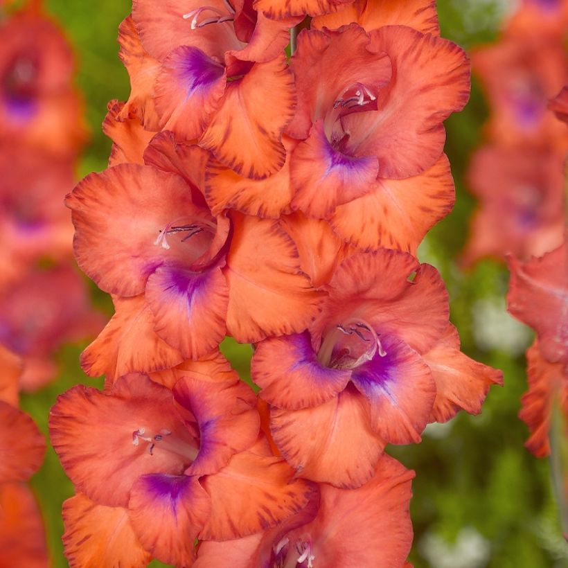 Gladiolo Tricolore (Fioritura)