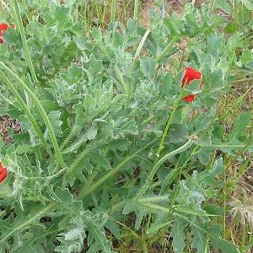 Glaucium corniculatum - Papavero cornicolato (Fogliame)