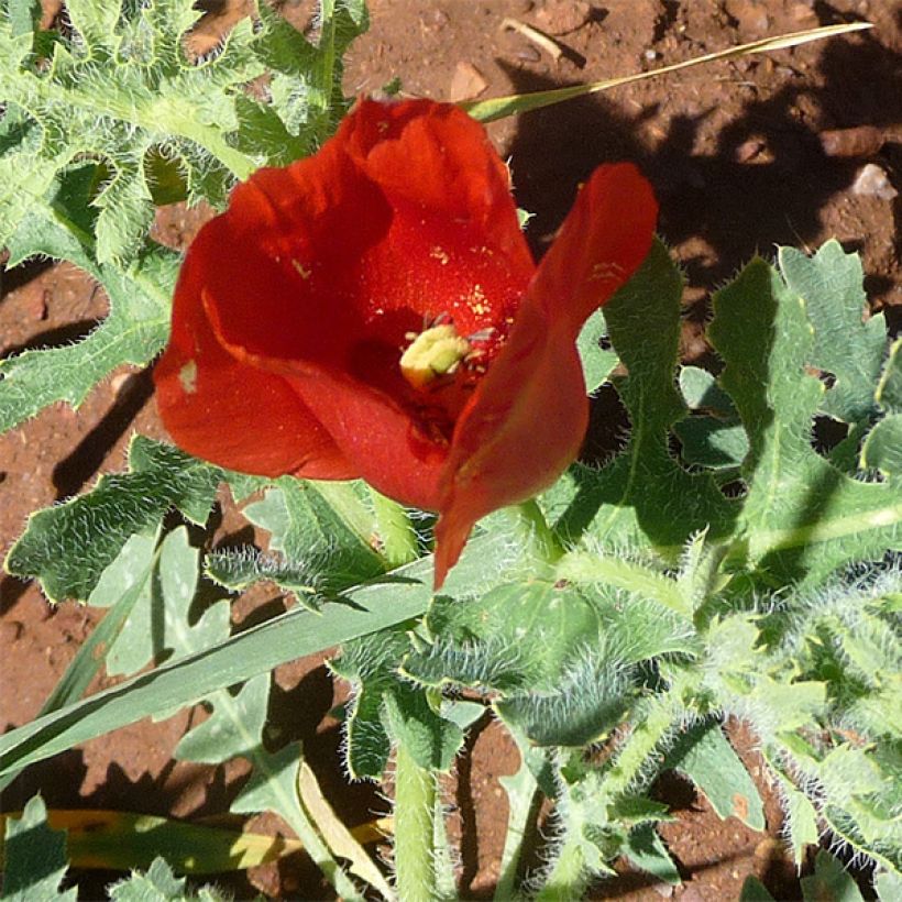 Glaucium corniculatum - Papavero cornicolato (Fioritura)