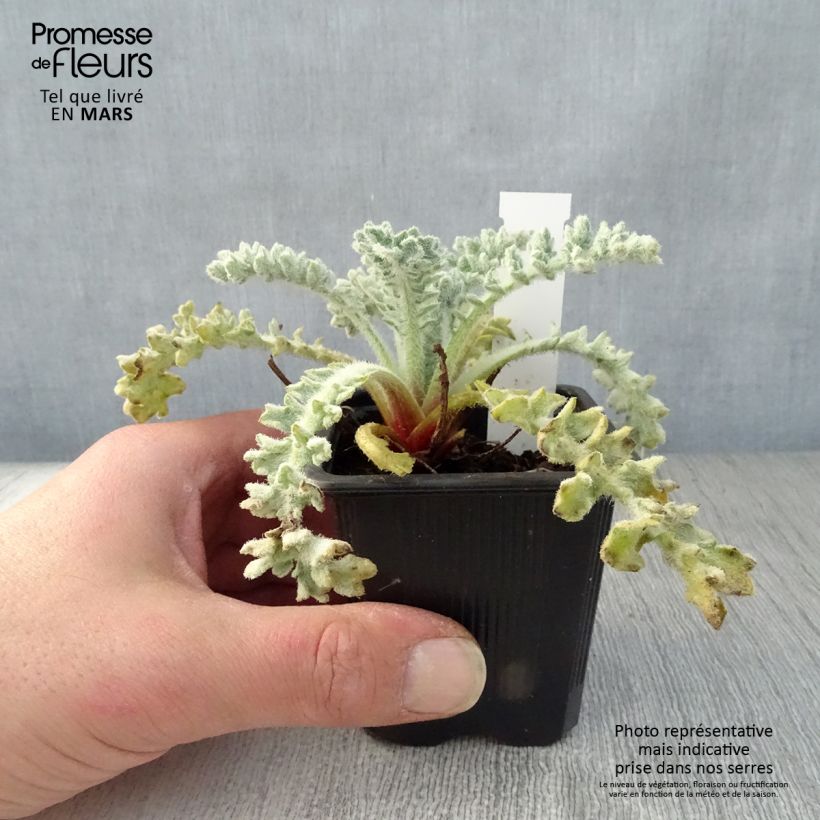 Glaucium flavum - Papavero cornuto Vasetto da 8/9 cm esemplare consegnato in primavera