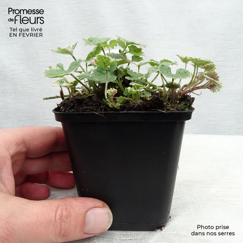 Glechoma hederacea Variegata Vasetto da 8/9 cm esemplare consegnato in inverno