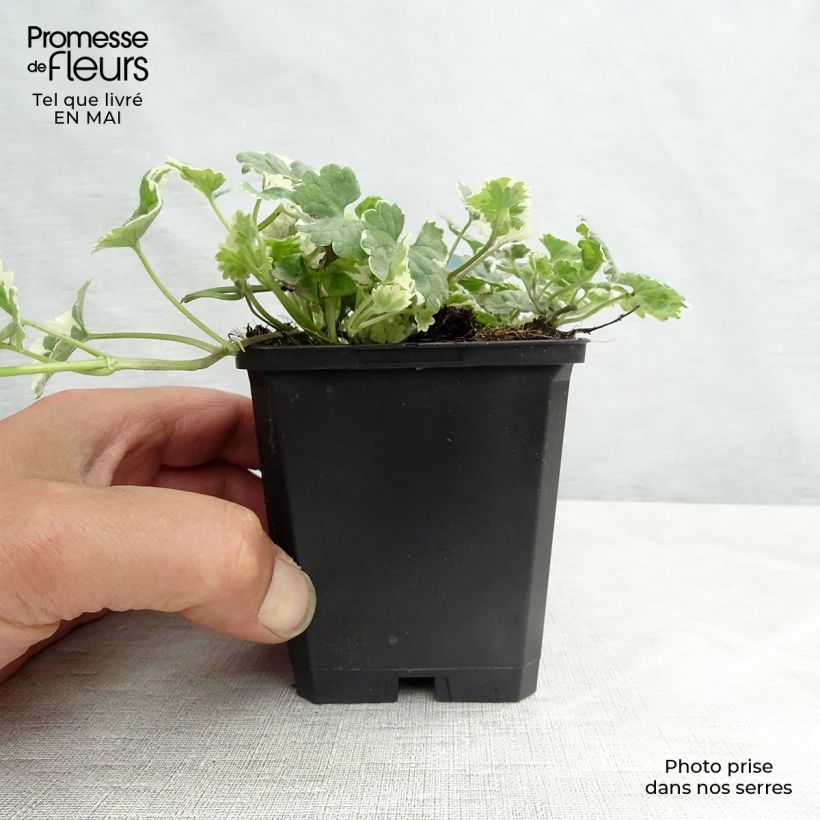 Glechoma hederacea Variegata Vasetto da 8/9 cm esemplare consegnato in primavera