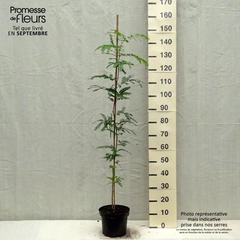 Esemplare di Gleditsia triacanthos - Spino di Giuda Vaso da 4L/5L come consegnato in autunno