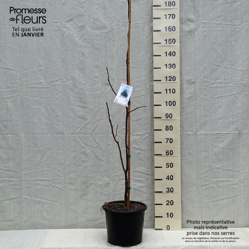 Gleditsia triacanthos f.inermis Skyline Vaso da 12L/15L esemplare consegnato in inverno