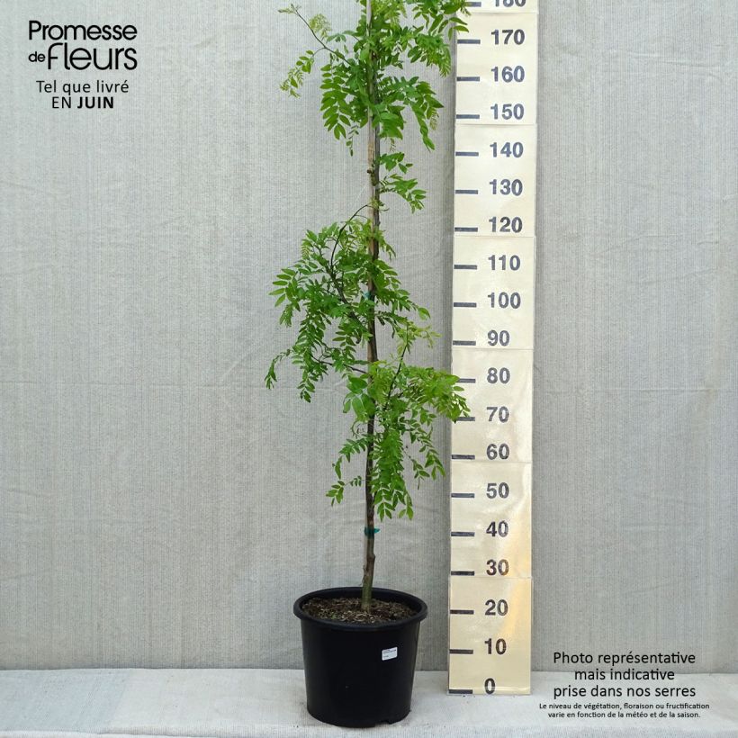 Gleditsia triacanthos f.inermis Skyline Vaso da 12L/15L, Astone alto esemplare consegnato in primavera