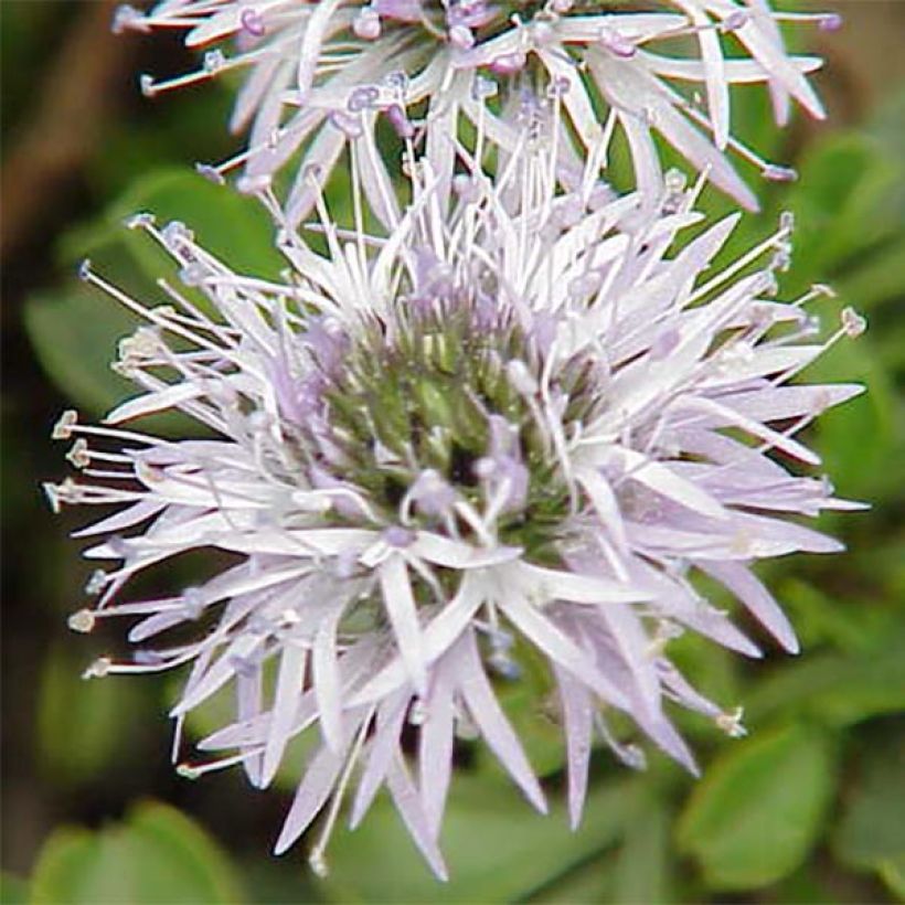 Globularia cordifolia - Vedovelle celesti (Fioritura)