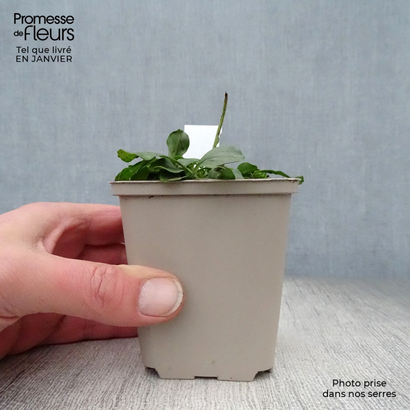 Globularia punctata - Globularia punteggiata Vasetto da 8/9 cm esemplare consegnato in inverno