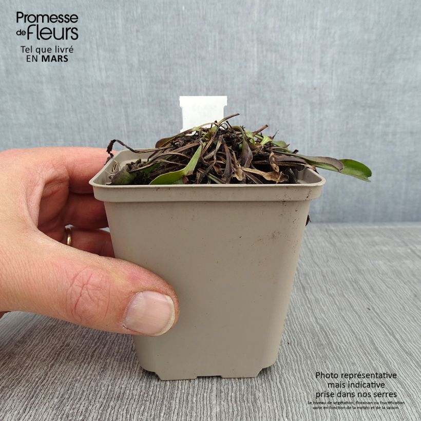 Globularia trichosantha Vasetto da 8/9 cm esemplare consegnato in inverno