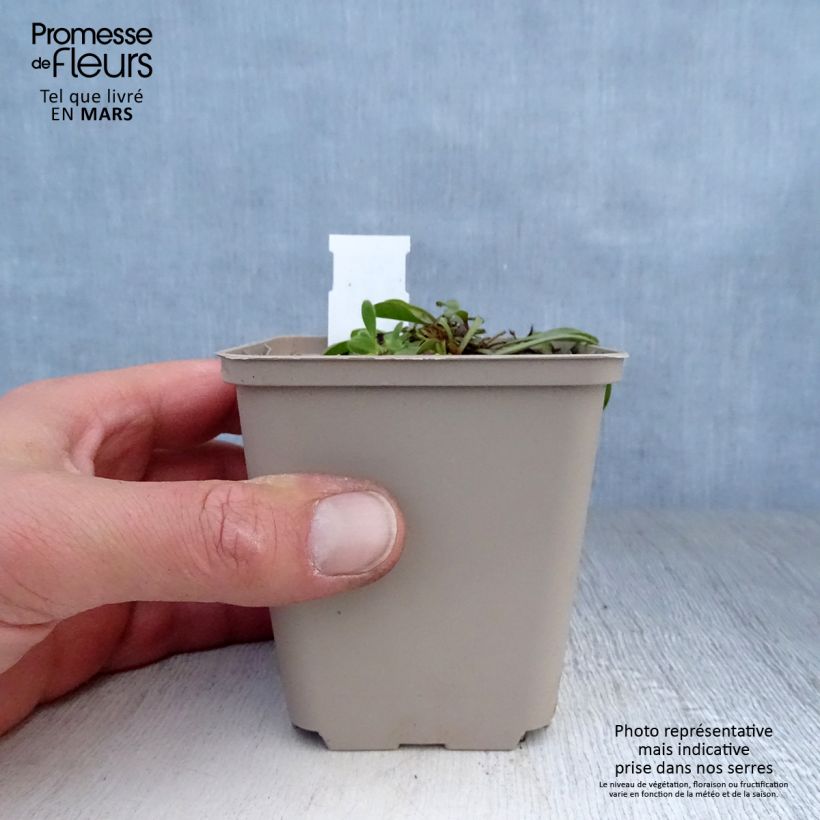 Globularia trichosantha Vasetto da 8/9 cm esemplare consegnato in primavera