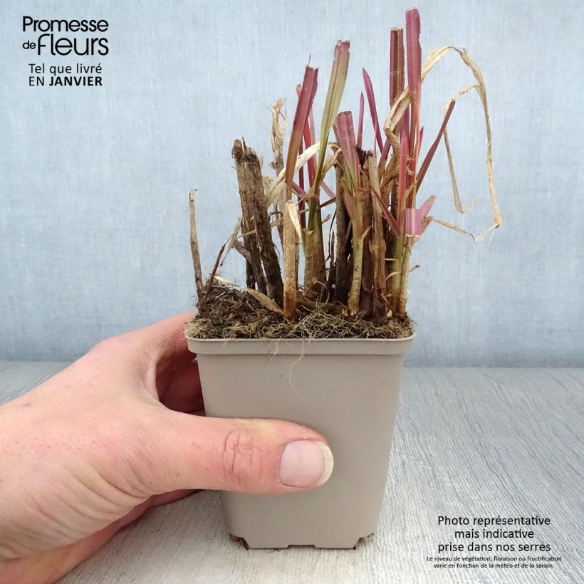 Glyceria maxima Variegata Vasetto da 8/9 cm esemplare consegnato in inverno