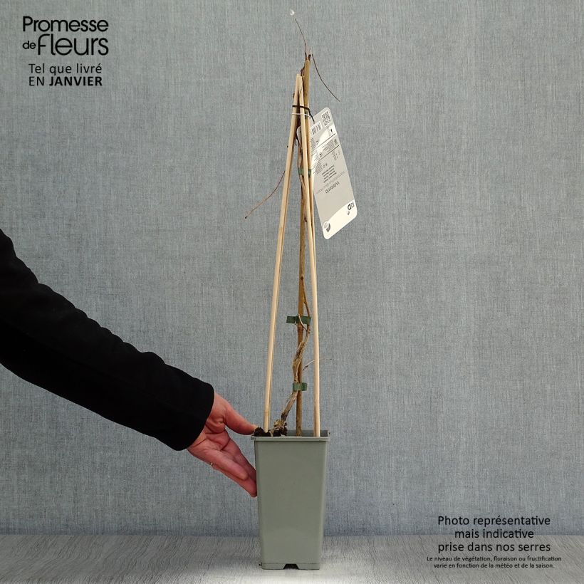 Wisteria frutescens var. macrostachya Blue Moon - Glicine americano Vaso da 2L/3L esemplare consegnato in inverno