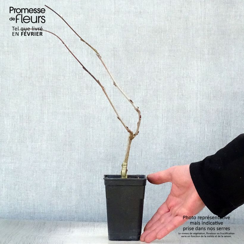 Wisteria venusta Grande Diva Barbara - Glicine Vaso da 1L/1,5L esemplare consegnato in inverno