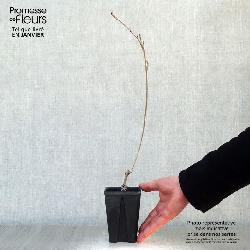 Wisteria venusta Grande Diva Cecilia - Glicine Vasetto da 8/9 cm esemplare consegnato in inverno