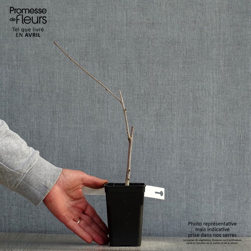 Wisteria venusta Grande Diva Cecilia - Glicine Vasetto da 8/9 cm esemplare consegnato in primavera