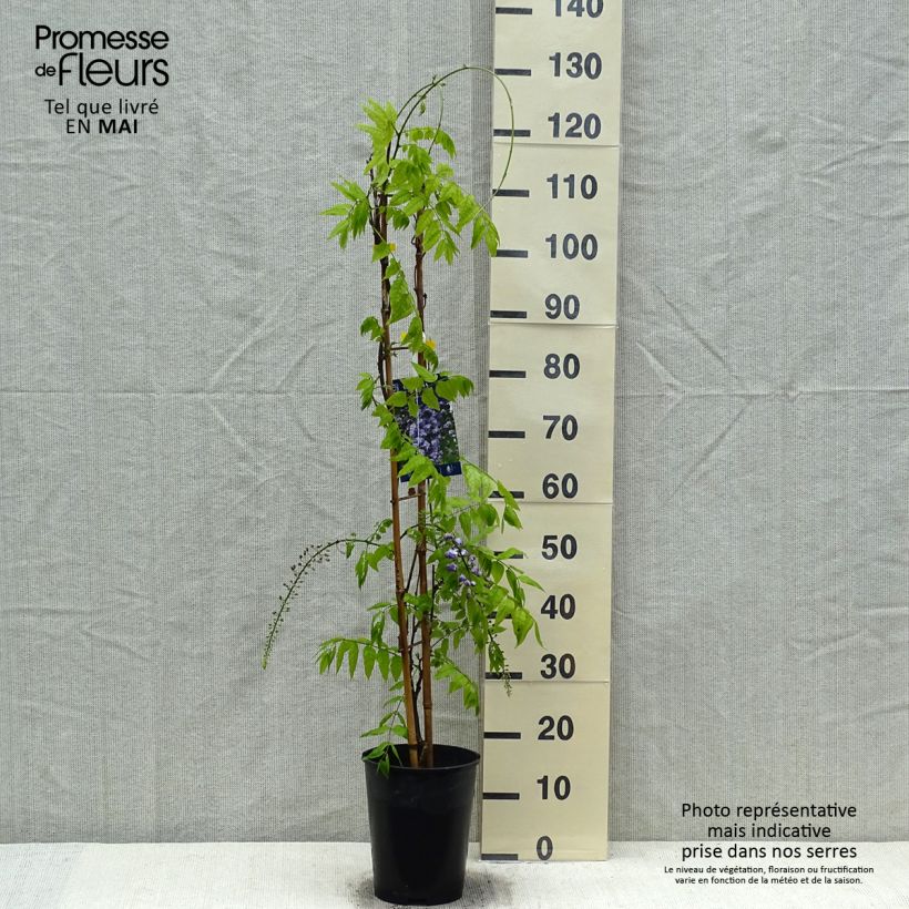 Wisteria venusta Grande Diva Cecilia - Glicine Vaso da 4L/5L esemplare consegnato in primavera