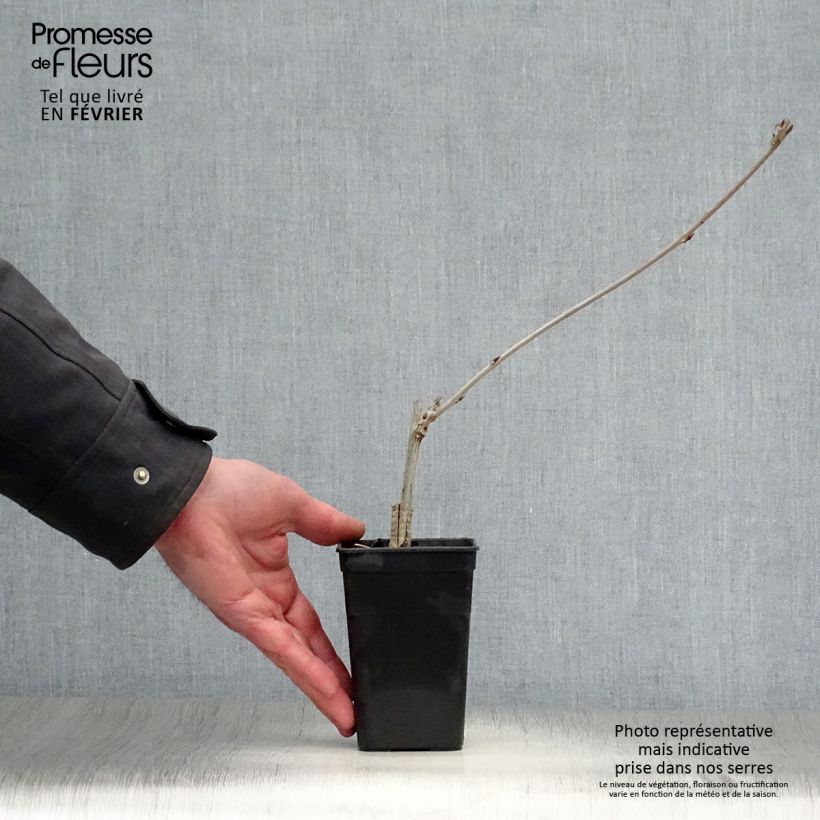 Wisteria venusta Grande Diva Maria - Glicine Vaso da 1L/1,5L esemplare consegnato in inverno