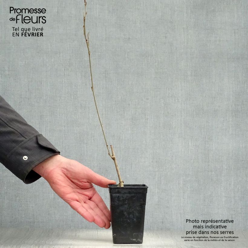 Wisteria venusta Grande Diva Nathalie - Glicine Vaso da 1L/1,5L esemplare consegnato in inverno