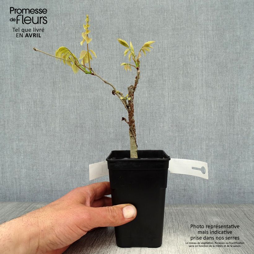 Wisteria venusta Grande Diva Nathalie - Glicine Vaso da 1L/1,5L esemplare consegnato in primavera