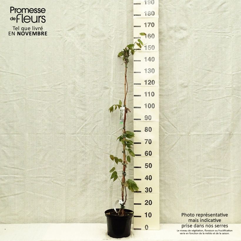 Esemplare di Wisteria brachybotrys White Silk - Glicine Vaso da 4L/5L come consegnato in autunno