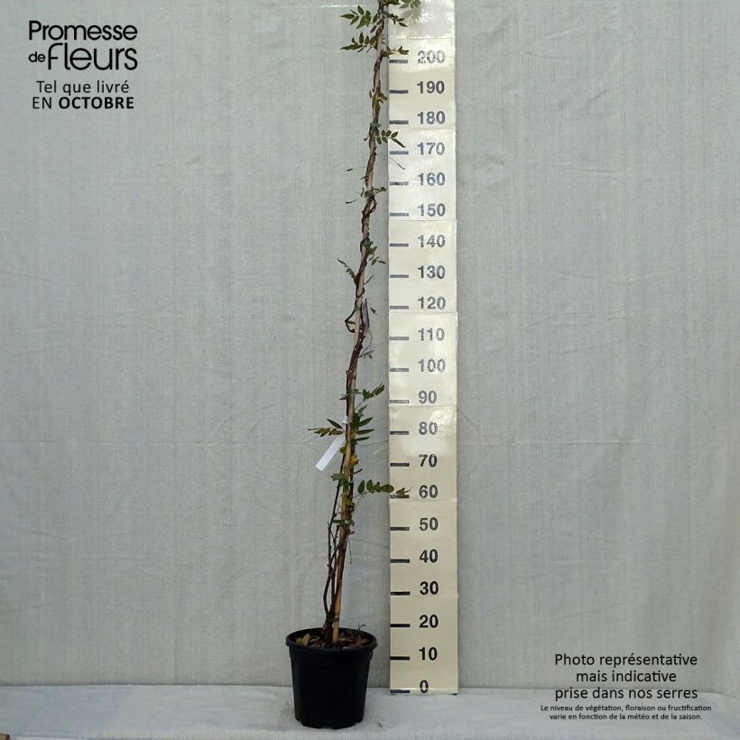 Esemplare di Wisteria brachybotrys Yokohama Fuji - Glicine Vaso da 7,5L/10L come consegnato in autunno