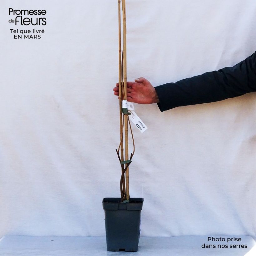 Wisteria frutescens Longwood Purple - Glicine americano Vaso da 3L/4L esemplare consegnato in primavera