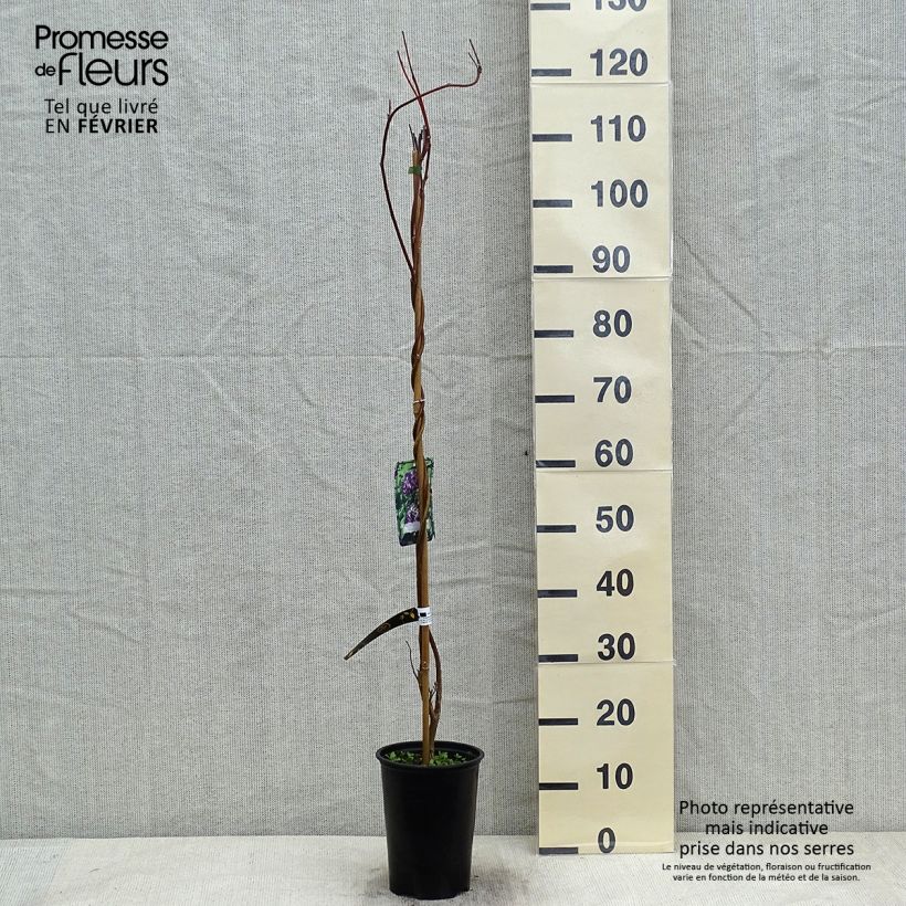 Wisteria frutescens Longwood Purple - Glicine americano Vaso da 3L/4L esemplare consegnato in inverno