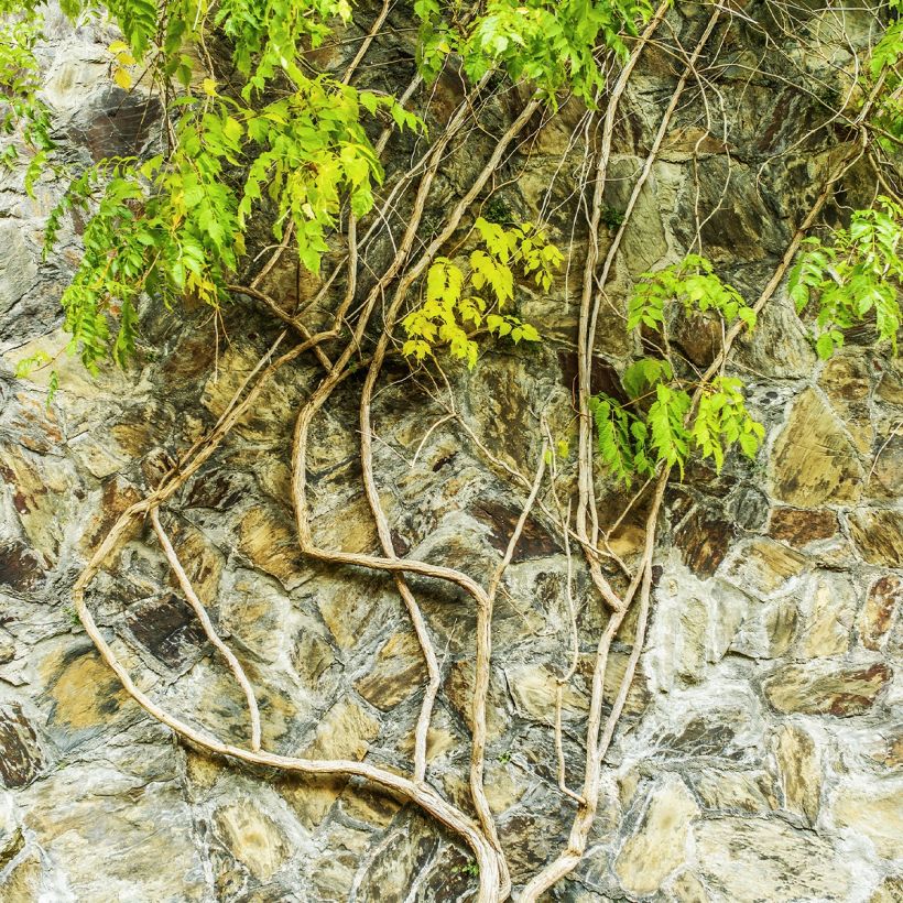 Wisteria frutescens var. macrostachya Clara Mack - Glicine americano (Porto)