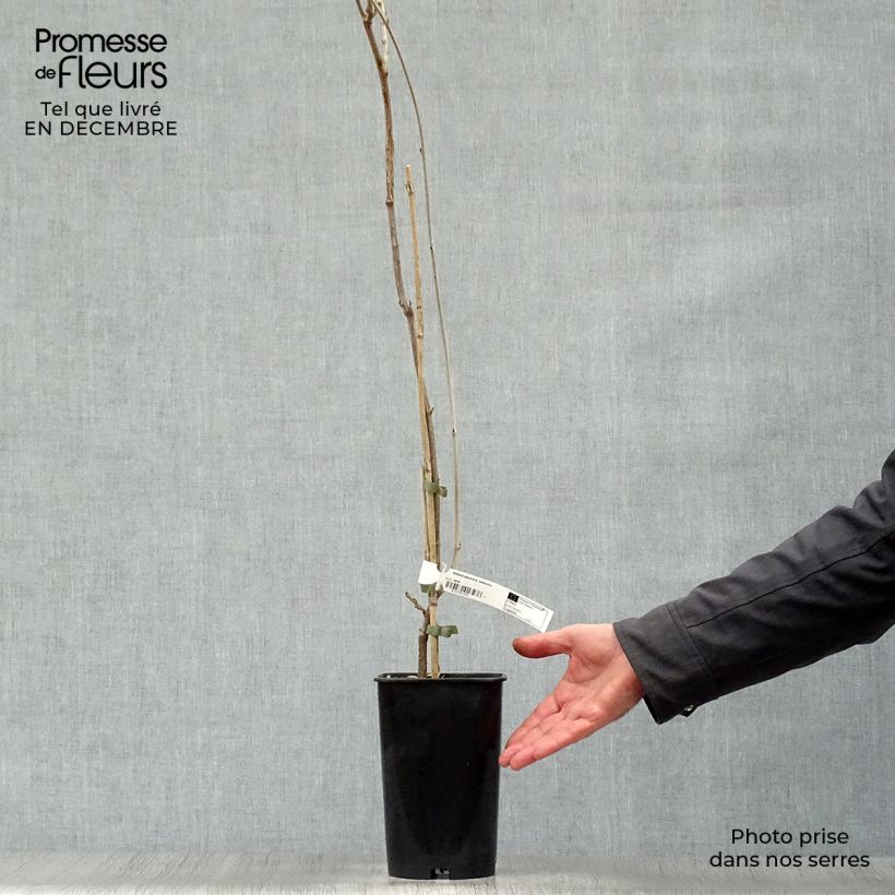 Millettia japonica Satsuma Vaso da 2L/3L esemplare consegnato in inverno