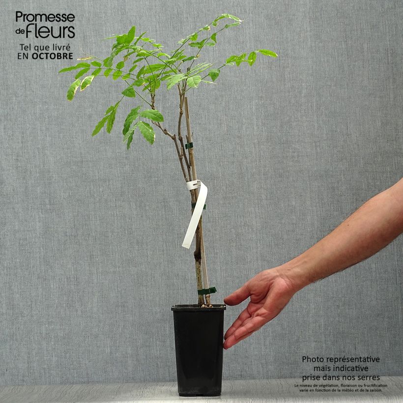 Esemplare di Wisteria sinensis Prolific - Glicine comune Vaso da 1,5L/2L come consegnato in autunno