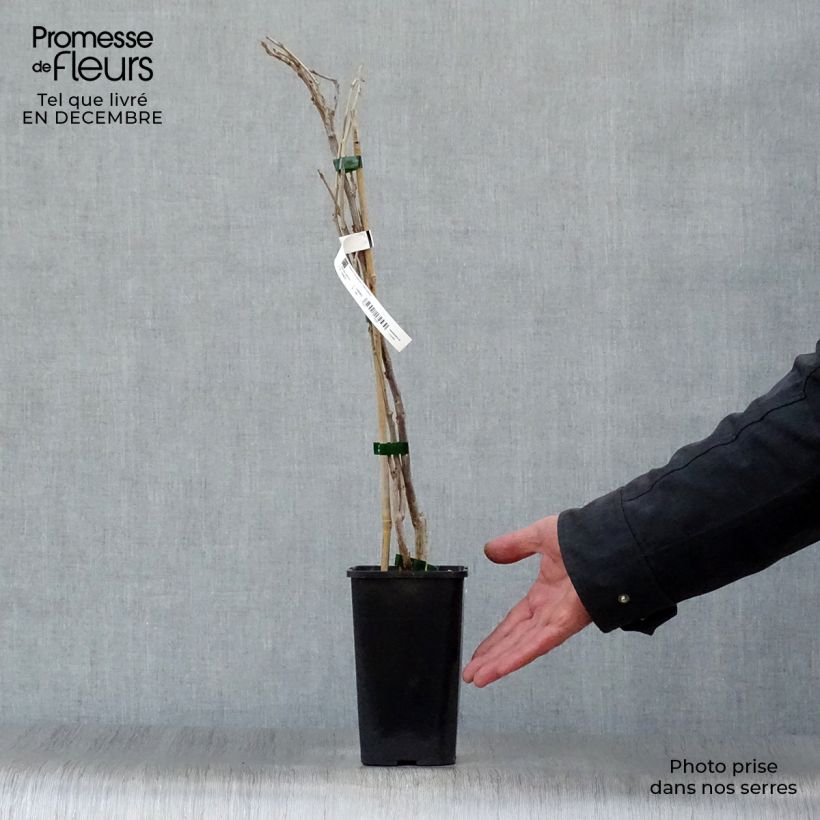 Wisteria sinensis Prolific - Glicine comune Vaso da 1,5L/2L esemplare consegnato in inverno