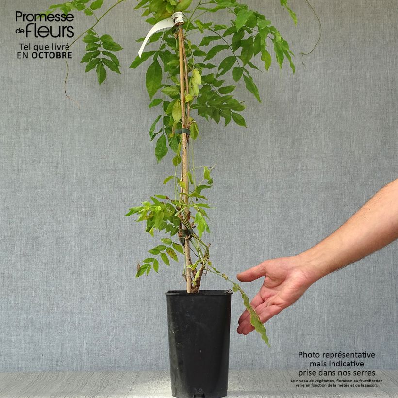 Esemplare di Millettia japonica Satsuma Vaso da 2L/3L come consegnato in autunno