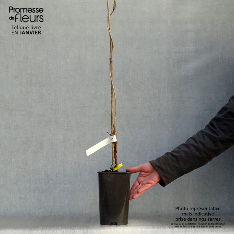 Wisteria floribunda Alba - Glicine Vaso da 1,5L/2L esemplare consegnato in inverno