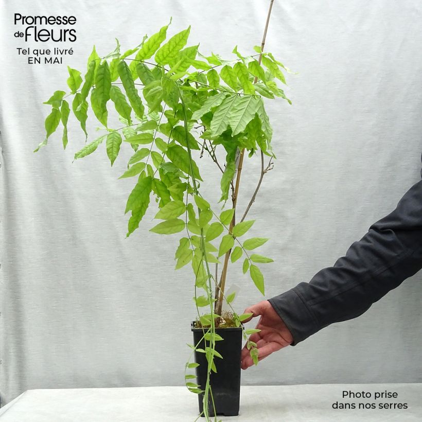Wisteria floribunda Domino - Glicine Vaso da 1,5L/2L esemplare consegnato in primavera