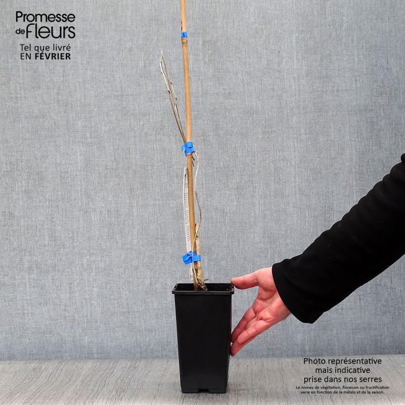 Wisteria floribunda Domino - Glicine Vaso da 1,5L/2L esemplare consegnato in inverno