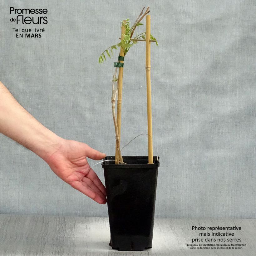 Wisteria floribunda Honbeni - Glicine Vaso da 2L/3L esemplare consegnato in primavera