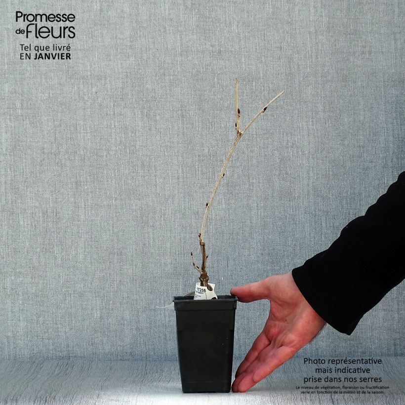 Wisteria floribunda Macrobotrys - Glicine Vasetto da 8/9 cm esemplare consegnato in inverno