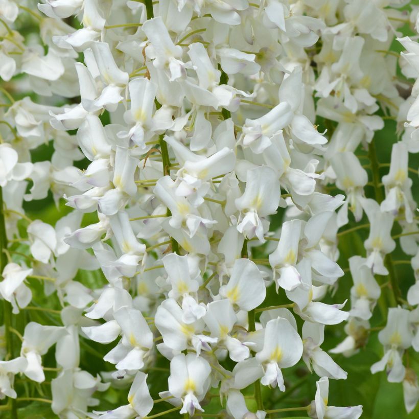 Wisteria floribunda Shiro-noda - Glicine (Fioritura)